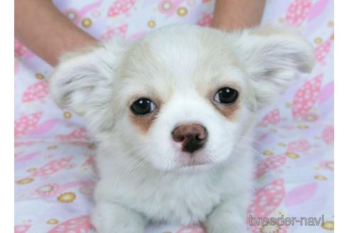 成約済の千葉県のチワワ(ロングコート)-161483の8枚目