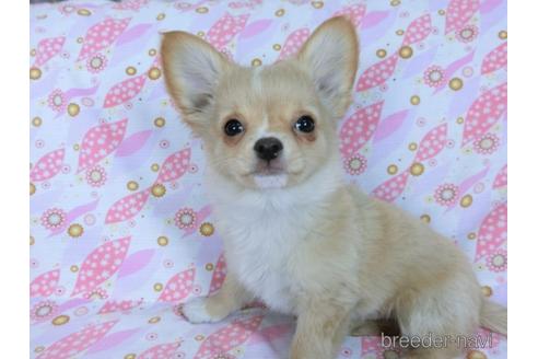 成約済の千葉県のチワワ(ロングコート)-161482の8枚目