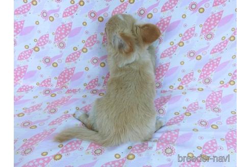 成約済の千葉県のチワワ(ロングコート)-161482の7枚目