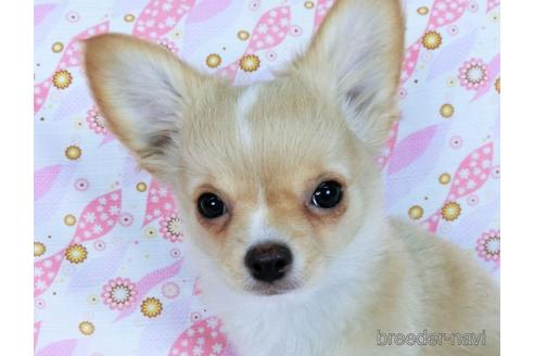 成約済の千葉県のチワワ(ロングコート)-161482の6枚目