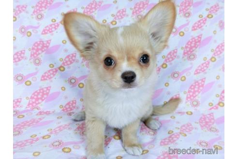 成約済の千葉県のチワワ(ロングコート)-161482の5枚目