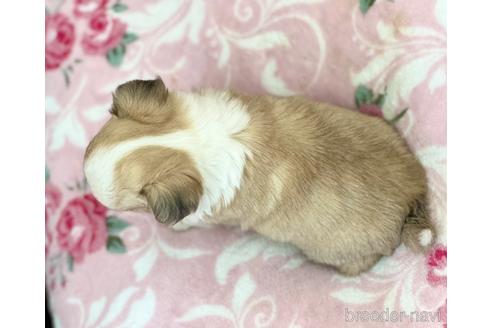 成約済の香川県のチワワ(ロングコート)-168027の2枚目