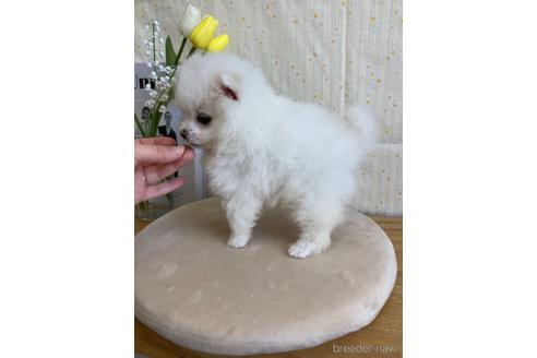 成約済の愛媛県のポメラニアン-168949の3枚目