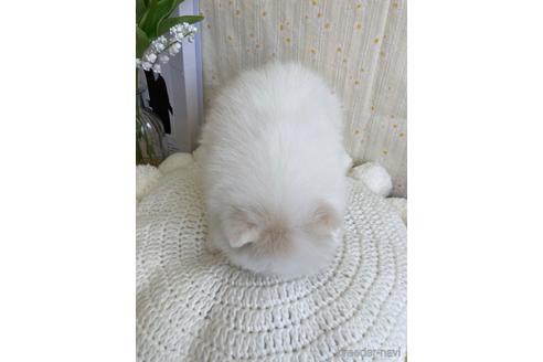 成約済の愛媛県のポメラニアン-168949の8枚目