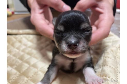 成約済の広島県のチワワ(ロングコート)-168959の14枚目