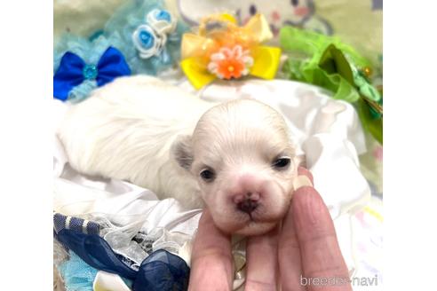 成約済の埼玉県のマルチーズ-167026の11枚目