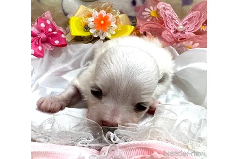 成約済の埼玉県のマルチーズ-167029の15枚目