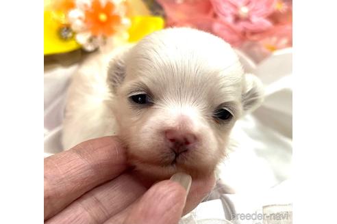 成約済の埼玉県のマルチーズ-167029の14枚目