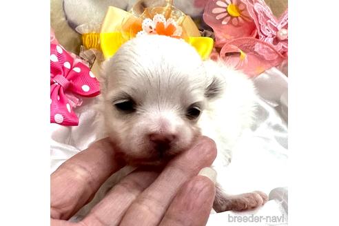 成約済の埼玉県のマルチーズ-167029の12枚目