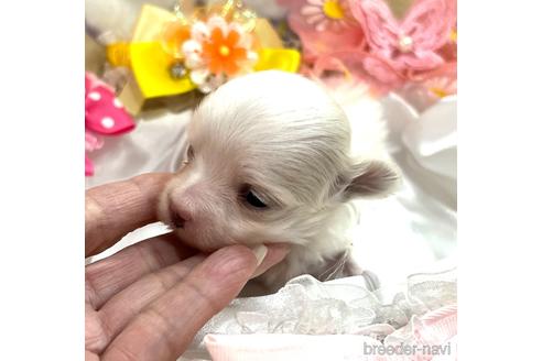 成約済の埼玉県のマルチーズ-167029の11枚目