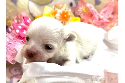 成約済の埼玉県のマルチーズ-167029の9枚目