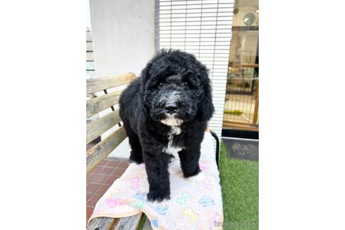 成約済の東京都のミックス犬-166926の10枚目