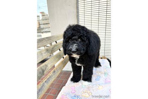 成約済の東京都のミックス犬-166926の9枚目
