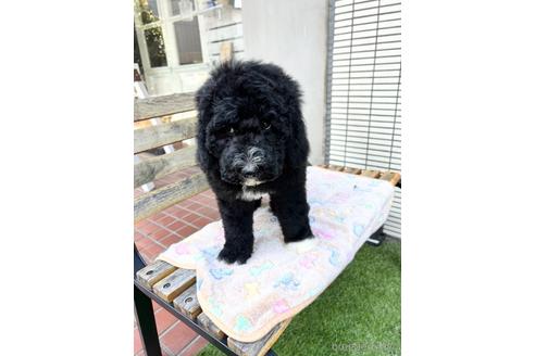 成約済の東京都のミックス犬-166926の8枚目