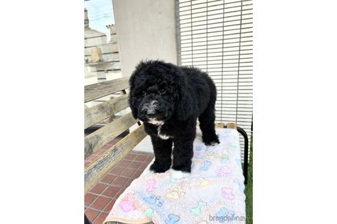 成約済の東京都のミックス犬-166926の6枚目