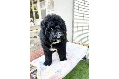 成約済の東京都のミックス犬-166926の5枚目
