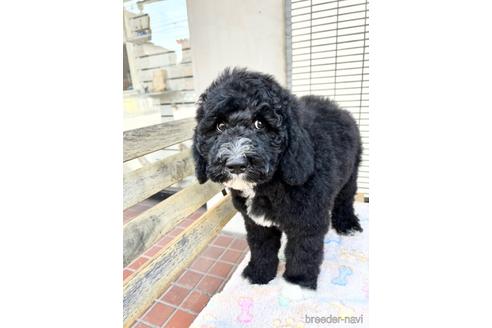 成約済の東京都のミックス犬-166926の4枚目
