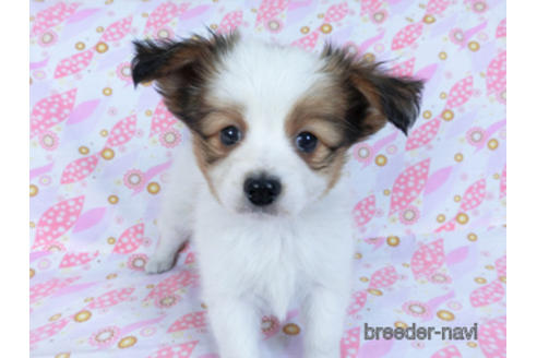 成約済の千葉県のパピヨン-167406の8枚目