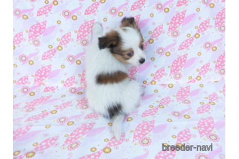 成約済の千葉県のパピヨン-167406の7枚目