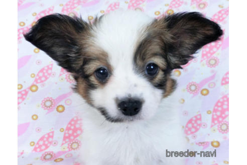 成約済の千葉県のパピヨン-167400の12枚目