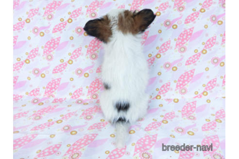 成約済の千葉県のパピヨン-167400の11枚目