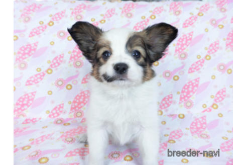 成約済の千葉県のパピヨン-167400の10枚目