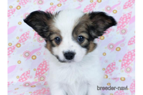 成約済の千葉県のパピヨン-167400の9枚目