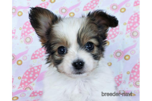 成約済の千葉県のパピヨン-167399の8枚目