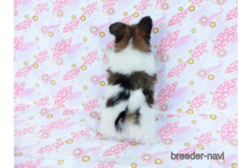 成約済の千葉県のパピヨン-167399の7枚目