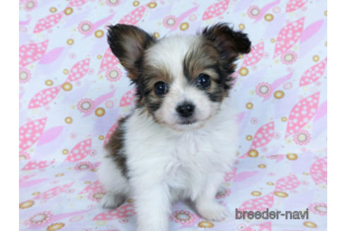 成約済の千葉県のパピヨン-167399の6枚目