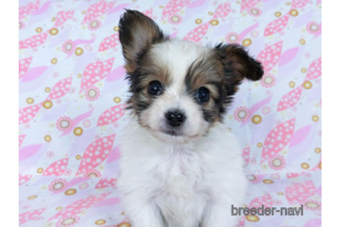 成約済の千葉県のパピヨン-167399の5枚目