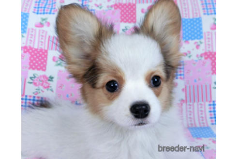 成約済の千葉県のパピヨン-162721の8枚目