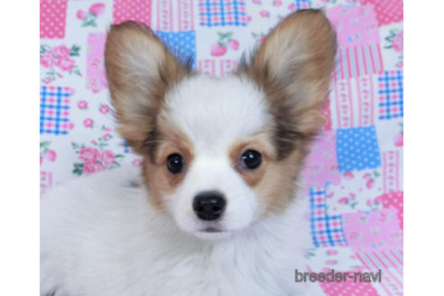 成約済の千葉県のパピヨン-162721の5枚目