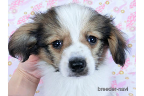 成約済の千葉県のパピヨン-164605の12枚目