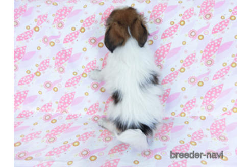 成約済の千葉県のパピヨン-164605の11枚目