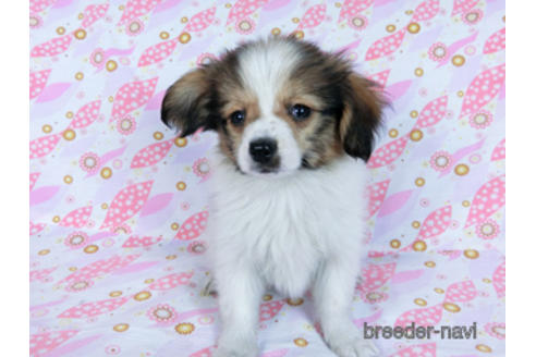 成約済の千葉県のパピヨン-164605の10枚目