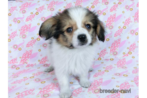 成約済の千葉県のパピヨン-164605の9枚目