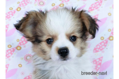 成約済の千葉県のパピヨン-164611の8枚目