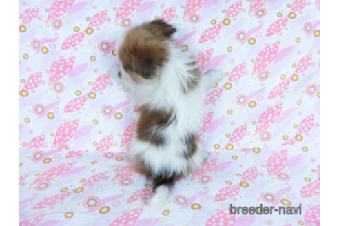 成約済の千葉県のパピヨン-164611の7枚目