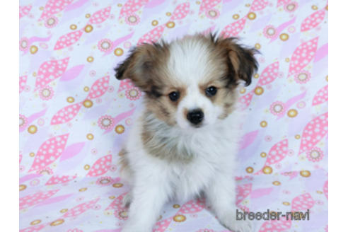 成約済の千葉県のパピヨン-164611の6枚目