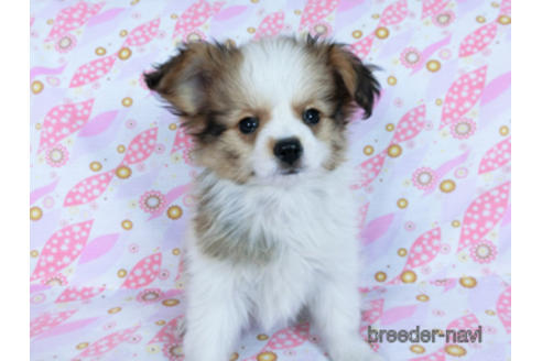 成約済の千葉県のパピヨン-164611の5枚目