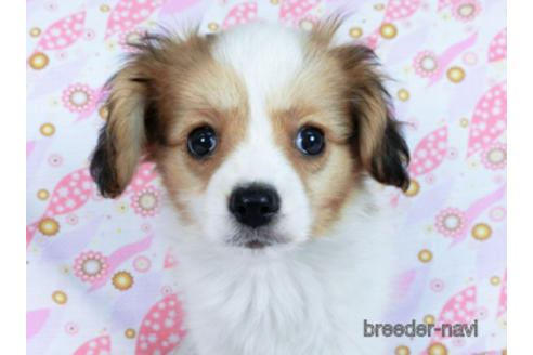 成約済の千葉県のパピヨン-164613の1枚目