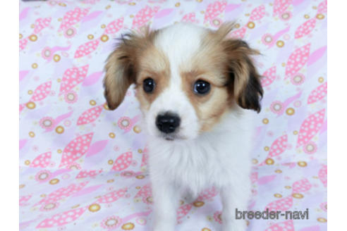 成約済の千葉県のパピヨン-164613の3枚目