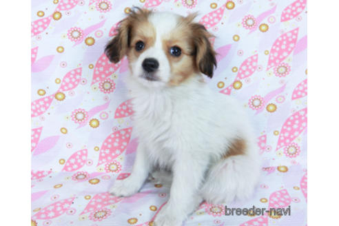 成約済の千葉県のパピヨン-164613の2枚目