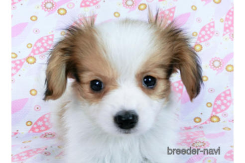 成約済の千葉県のパピヨン-164617の8枚目