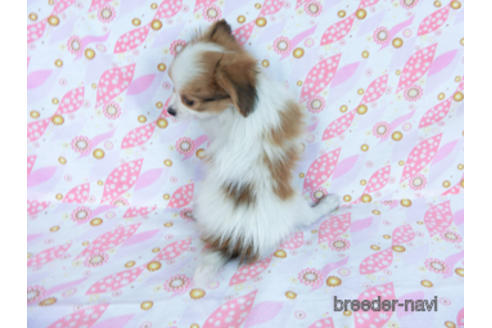 成約済の千葉県のパピヨン-164617の7枚目