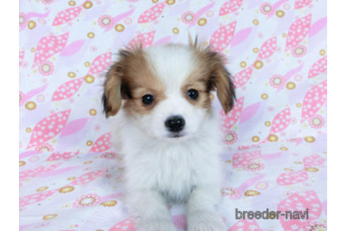 成約済の千葉県のパピヨン-164617の6枚目