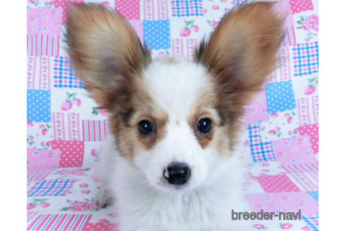 成約済の千葉県のパピヨン-162857の8枚目