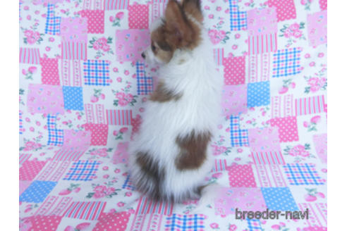 成約済の千葉県のパピヨン-162857の7枚目