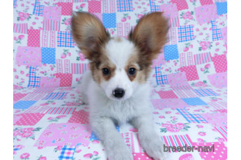 成約済の千葉県のパピヨン-162857の6枚目